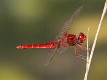 J16_0485 Crocothemis erythraea male